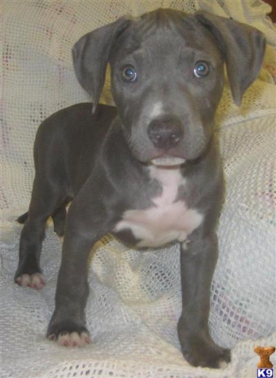 Razors Edge Blue Pitbull Puppies-1 Male Left-Reduced